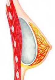 Breast &ndash; gladular