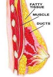 Breast &ndash; normal